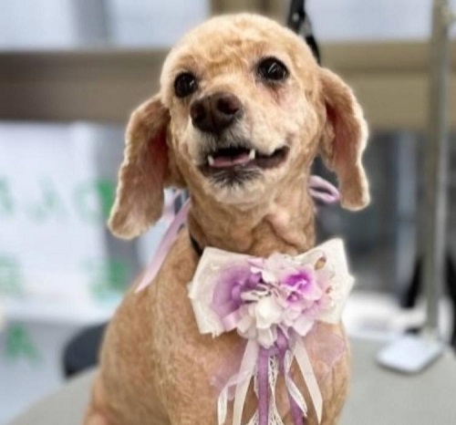 ペット手帳　ベストショット