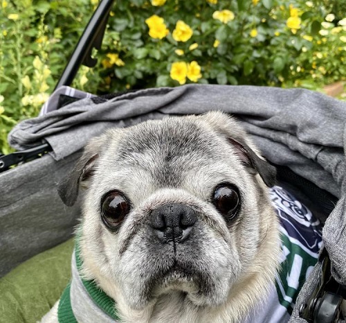 ペット手帳　ベストショット