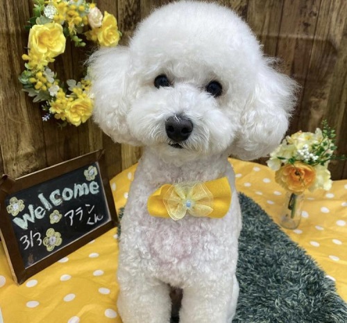 ペット手帳　ベストショット