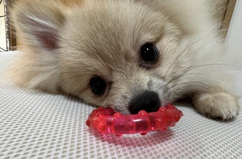 ペット手帳　ベストショット