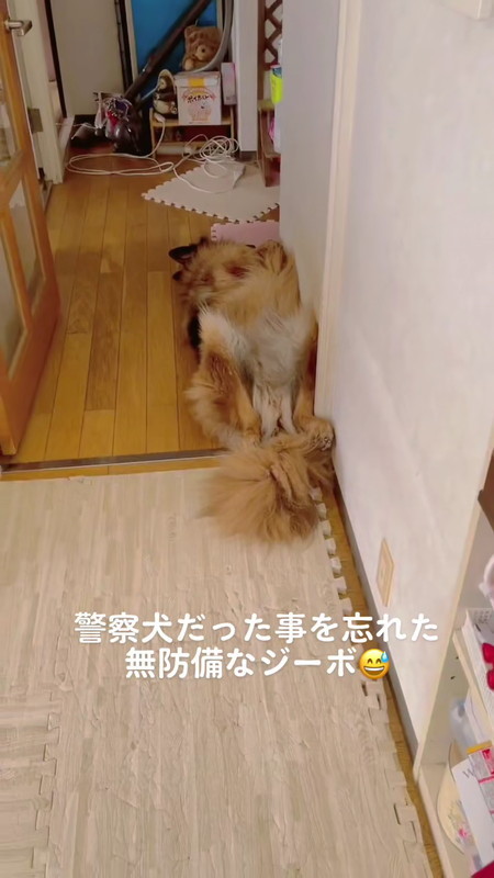 元警察犬