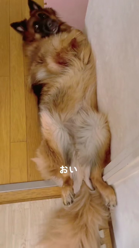 パパの顔を見る