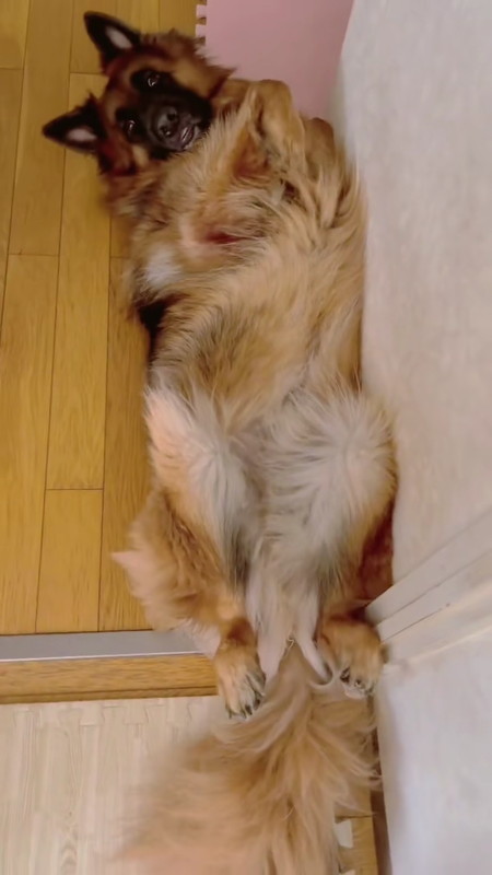 顔だけ上げるわんこ