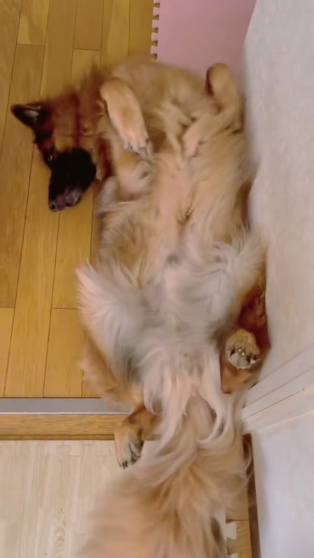 面倒くさそうなワンコ