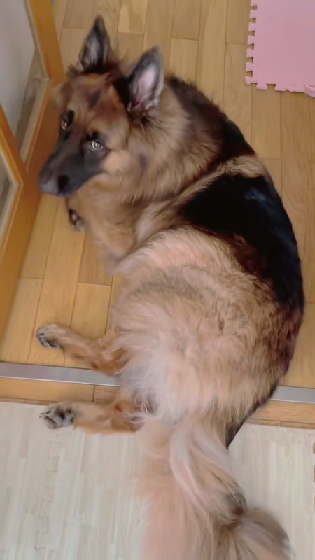 見つめるワンコ