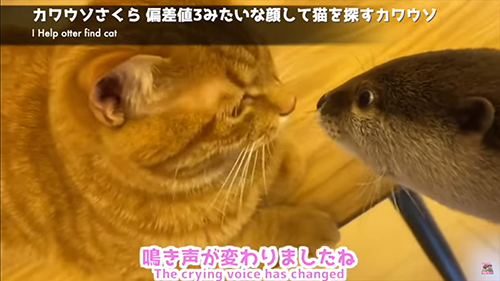 鳴き声が変わりましたね