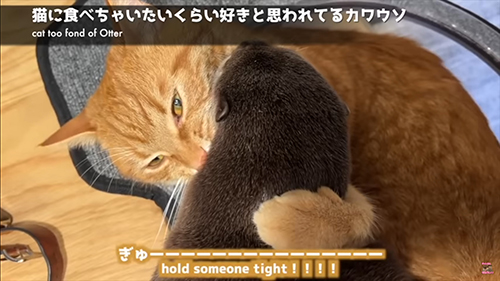 さくらちゃんをぎゅっとするもちくん