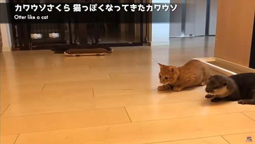 猫っぽいカワウソ