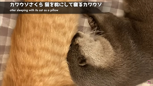 猫を枕にする