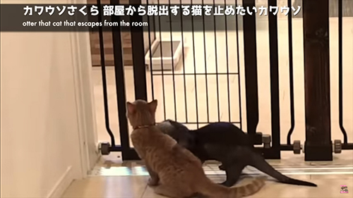 脱走を止めたいカワウソ