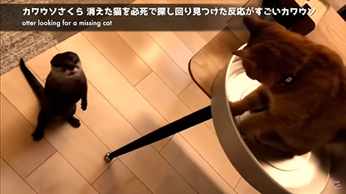 立ち上がるさくらちゃん