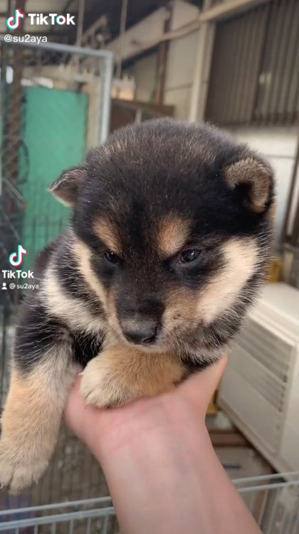 黒柴の子犬