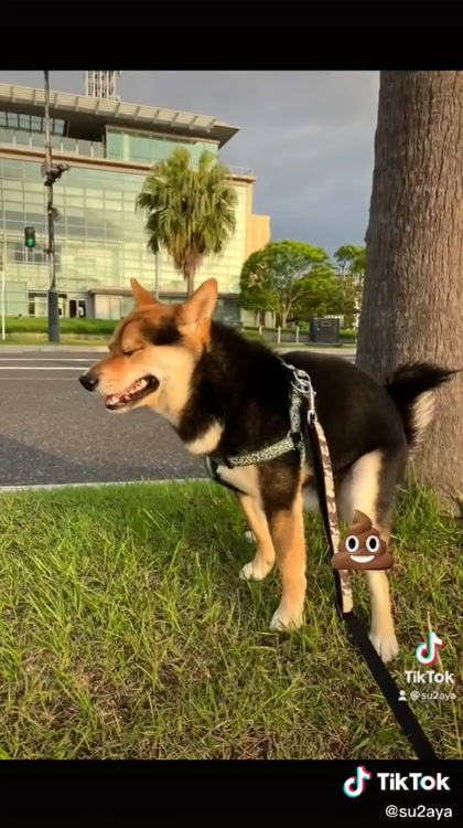 ふんばりくろすけくん