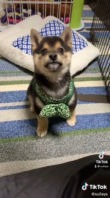 見上げるくろすけくん