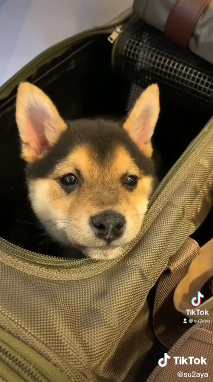 顔を出すくろすけくん
