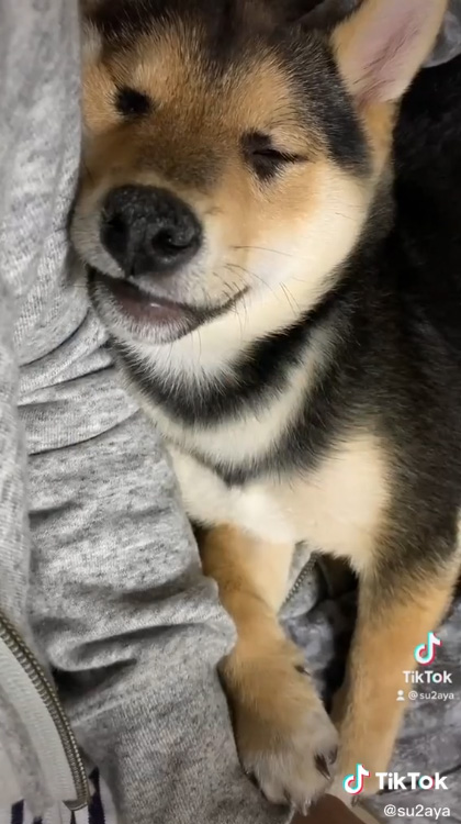 眠るくろすけくん