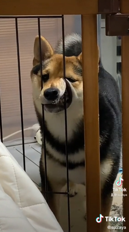 顔が大変なことになっているくろすけくん