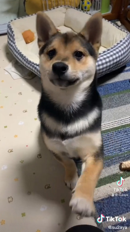 ちょいちょいくろすけくん