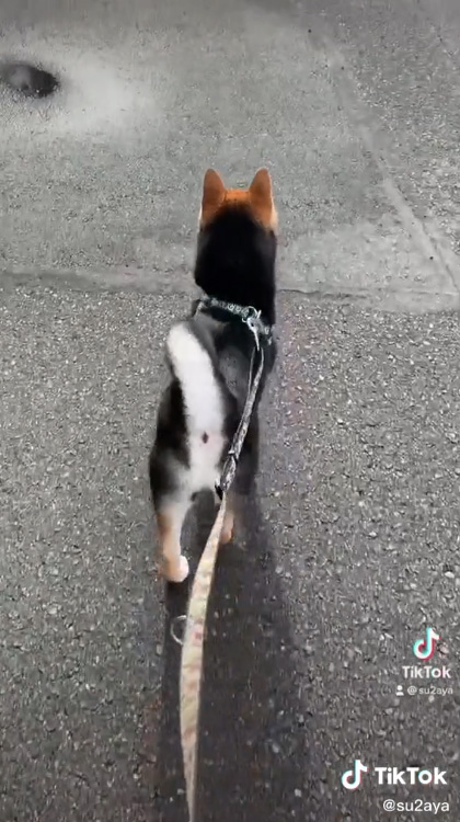 くろすけくん後ろから