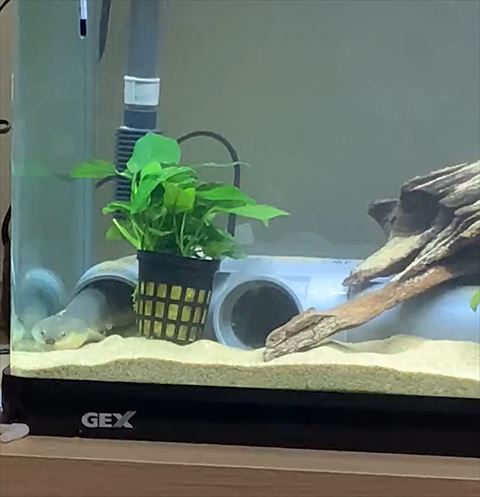 正面見てるウナギ