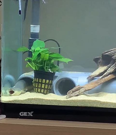 口を大きくあけてるうなぎ