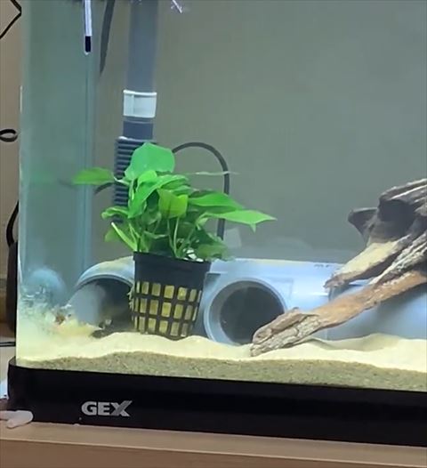 上を向きつつ砂が舞い散る