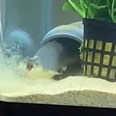 上を向きつつ砂が舞い散るトリミング