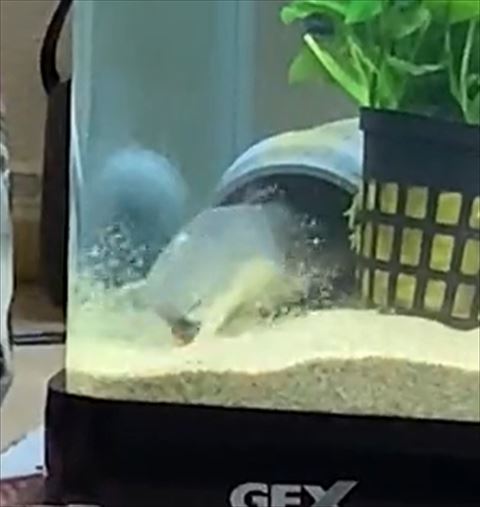 下を向いてくしゃみトリミング