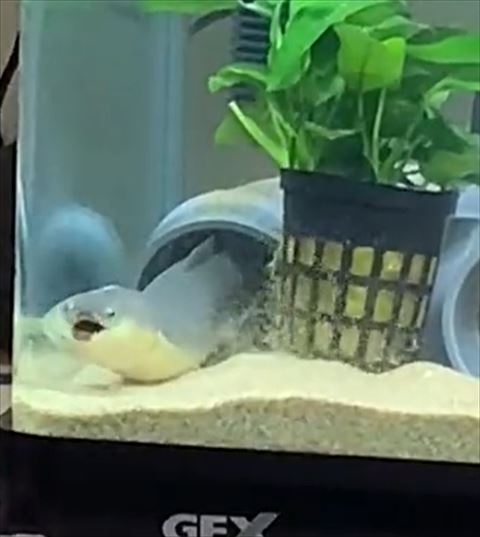 ぽかーんとするうなぎ