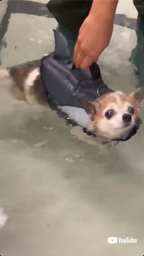 飼い主を見つめる犬