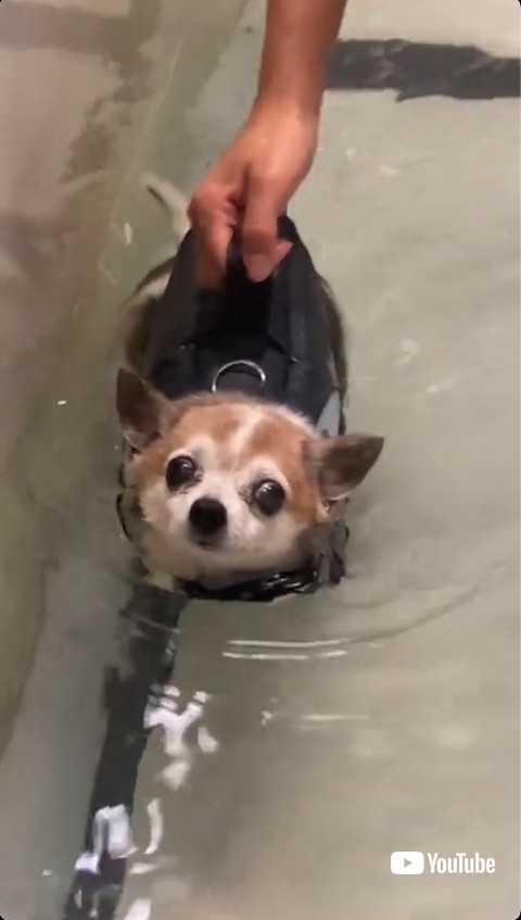 泳ぐ気配がない犬