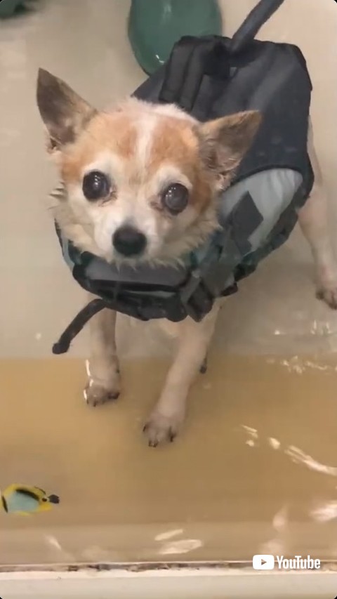 リバヒリ終了の犬