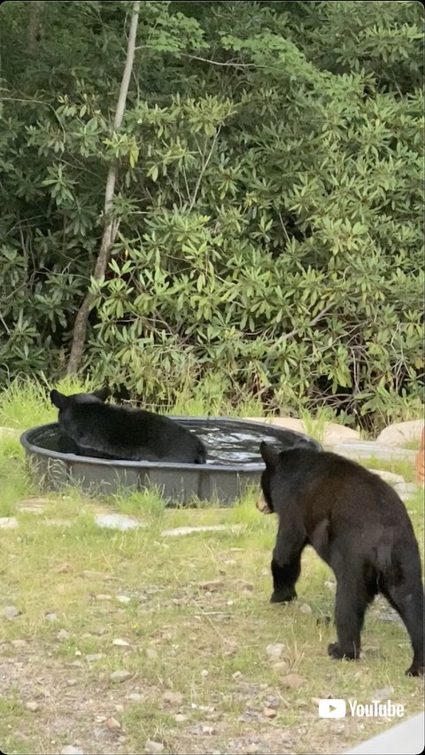 プールを楽しむ熊