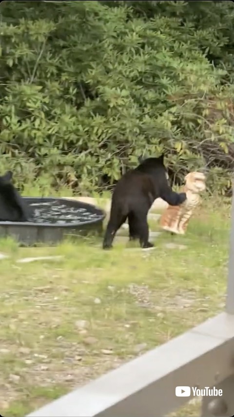 八つ当たりする熊