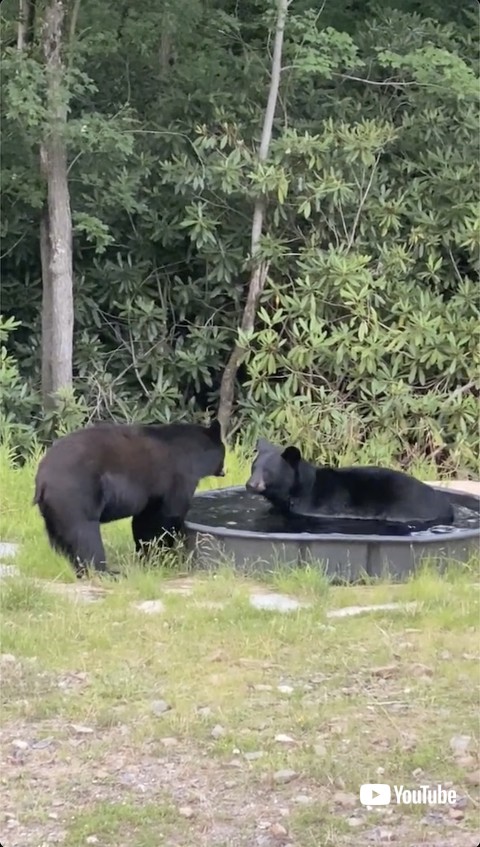 スペースを開ける熊