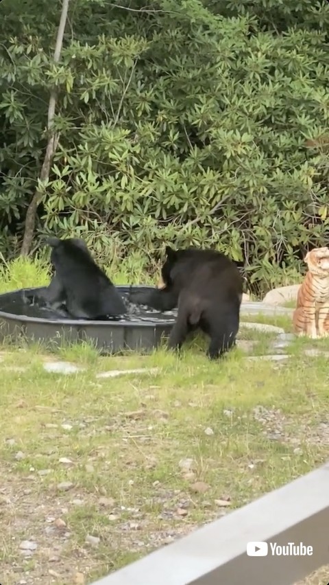 構ってほしい熊