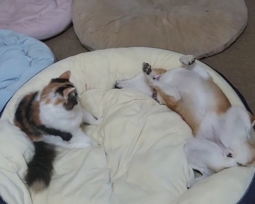 おなかを見せる犬