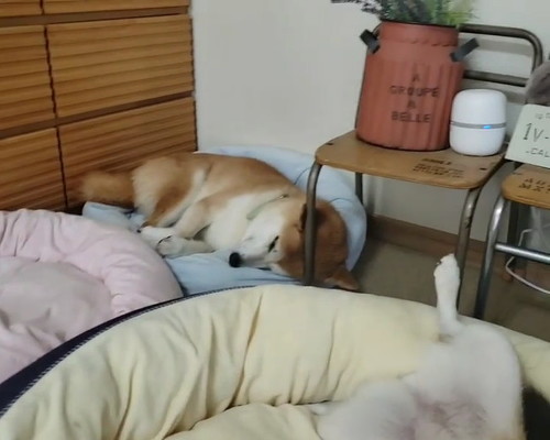 寝る犬