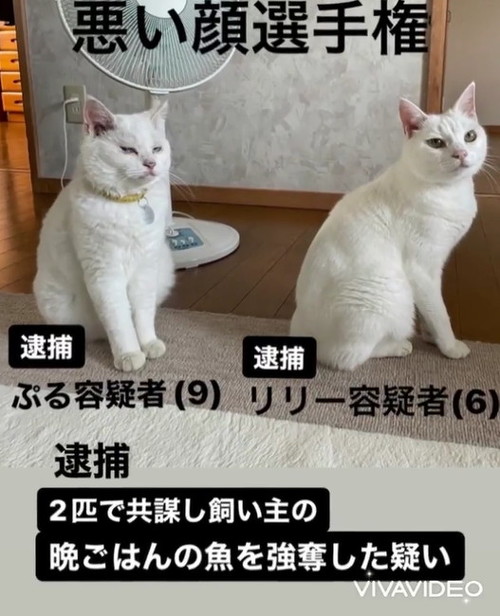 猫の悪い顔選手権