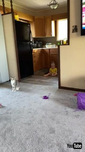 「Kid and Cat Get Startling Introduction || ViralHog」