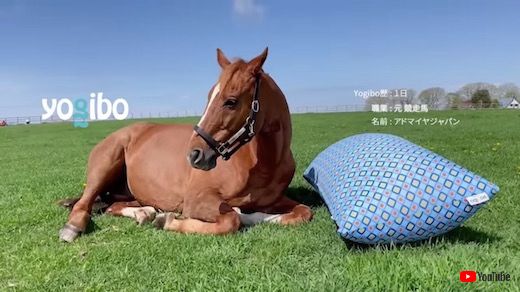 yogibo アドマイヤジャパン 引退馬 ヴェルサイユリゾートファーム