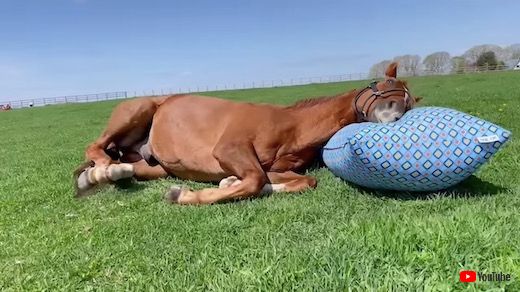 yogibo アドマイヤジャパン 引退馬 ヴェルサイユリゾートファーム