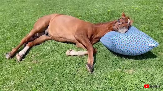 yogibo アドマイヤジャパン 引退馬 ヴェルサイユリゾートファーム