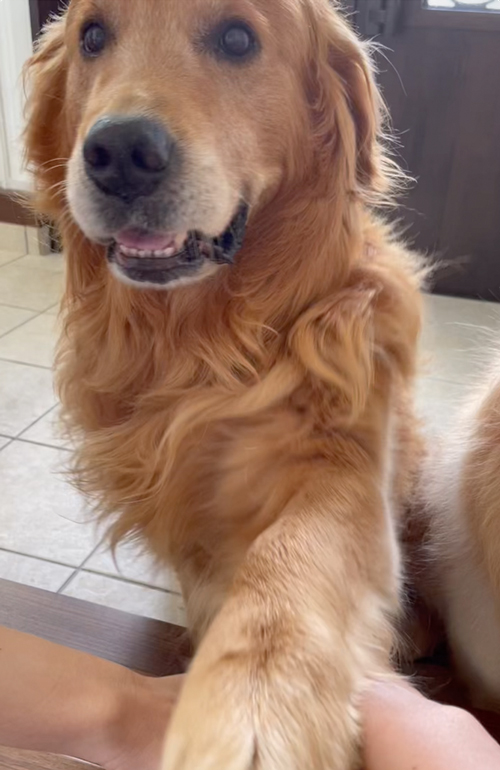 手を重ねるワンコ