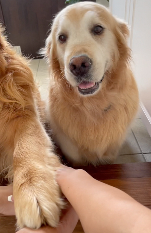 手を重ねるワンコ