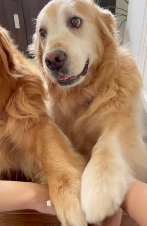 手を重ねるワンコ