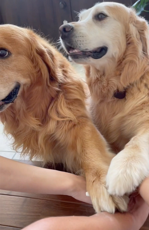 手を重ねるワンコ