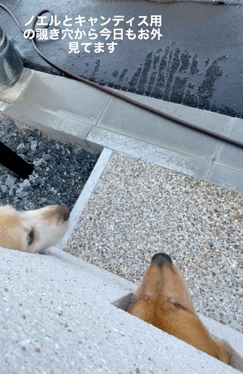 ワンコ専用のぞき穴