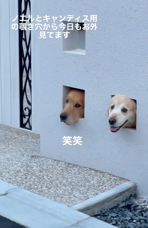 ワンコ専用のぞき穴