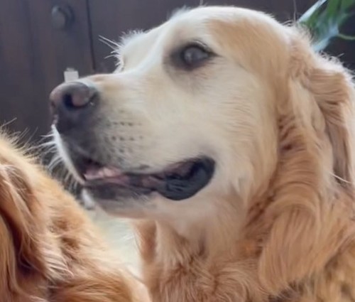 手を重ねるワンコ